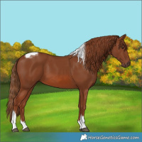 Horse Color:Chestnut Tobiano