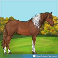 Horse Color:Chestnut Tobiano 