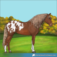 Horse Color:Chestnut Tobiano Blanket 