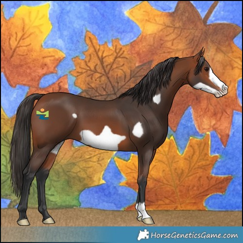 Horse Color:Bay Frame 