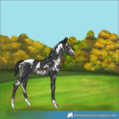 Horse Color:White Spotted Black 