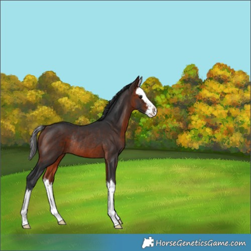 Horse Color:Bay Splash Rabicano 