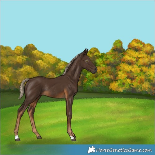 Horse Color:Gray Chocolate Palomino Rabicano 