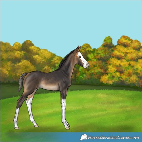 Horse Color:Buckskin Splash Rabicano 