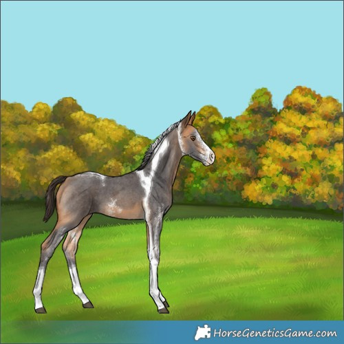 Horse Color:Buckskin Sabino Tobiano 