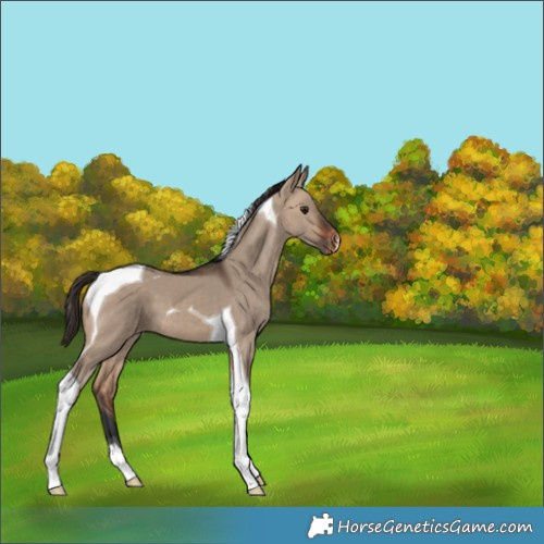 Horse Color:Bay Dun Tobiano Appaloosa 