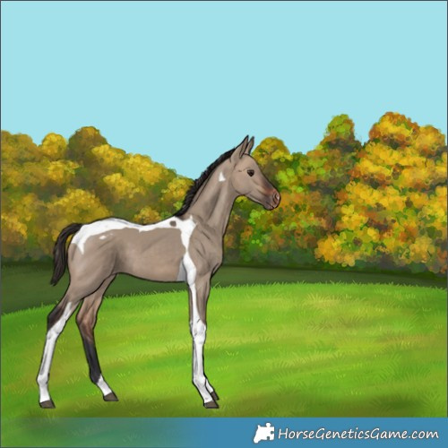Horse Color:Bay Dun Tobiano Appaloosa 