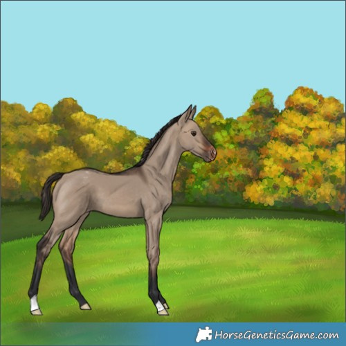 Horse Color:Brown Dun Appaloosa 