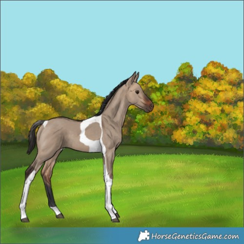 Horse Color:Bay Dun Tobiano 