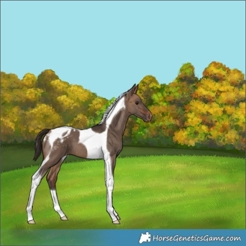 Horse Color:Bay Dun Tobiano Appaloosa