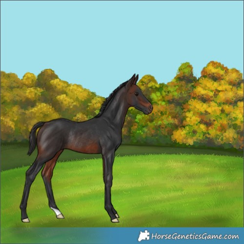 Horse Color:Brown Rabicano 