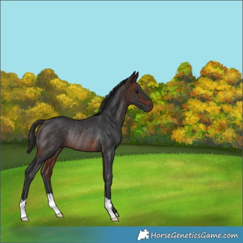 Horse Color:Brown Rabicano 