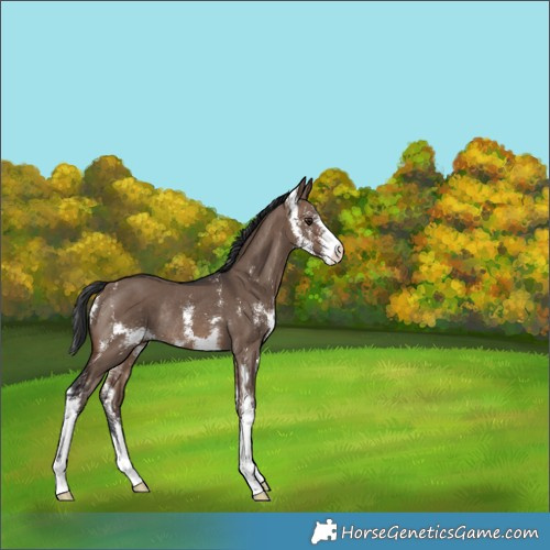 Horse Color:Brown Dun Sabino Rabicano