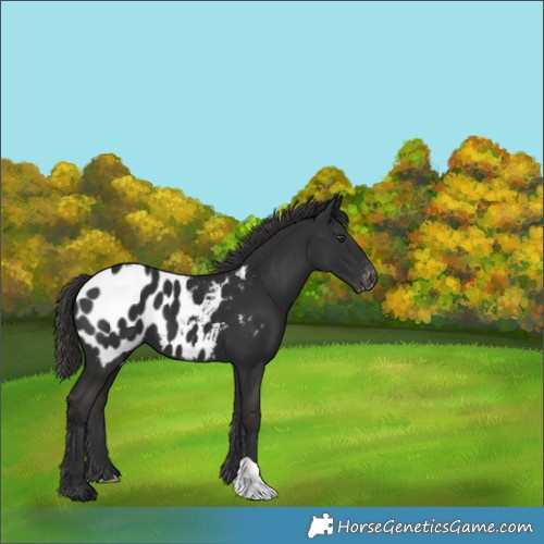 Horse Color:Liver Chestnut Appaloosa 