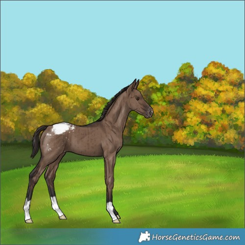Horse Color:Liver Red Dun Appaloosa Brindle