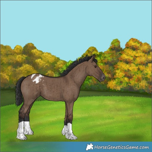 Horse Color:Liver Red Dun Appaloosa Brindle
