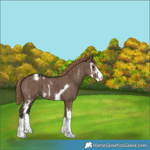 Horse Color:Liver Red Dun Sabino Appaloosa Brindle 