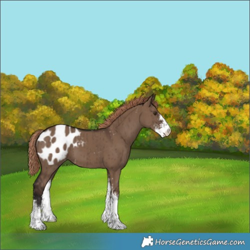 Horse Color:Liver Red Dun Sabino Appaloosa Brindle 