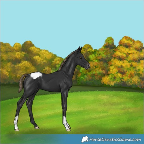 Horse Color:Liver Chestnut Appaloosa