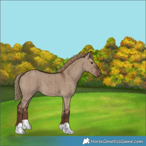 Horse Color:Liver Red Dun Brindle 