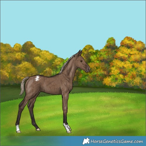Horse Color:Liver Red Dun Appaloosa Brindle 