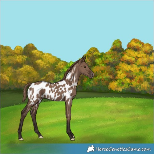 Horse Color:Liver Red Dun Appaloosa 