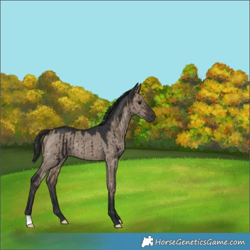 Horse Color:Brown Dun Rabicano Brindle 
