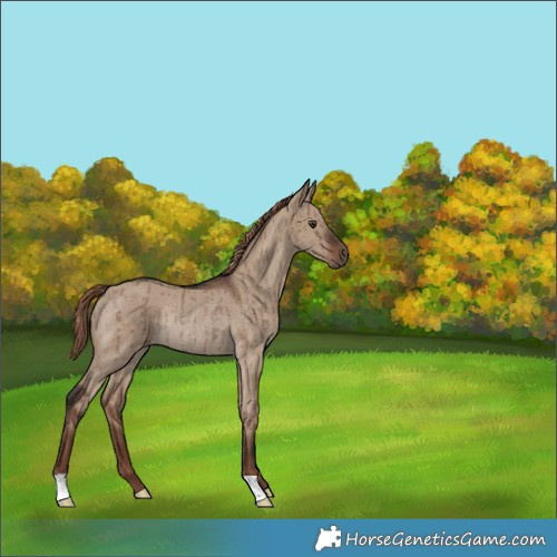 Horse Color:Liver Red Dun Rabicano Brindle