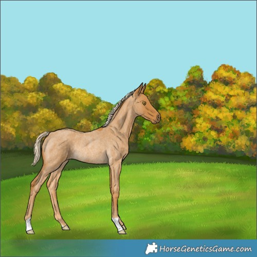 Horse Color:Palomino Roan Rabicano 