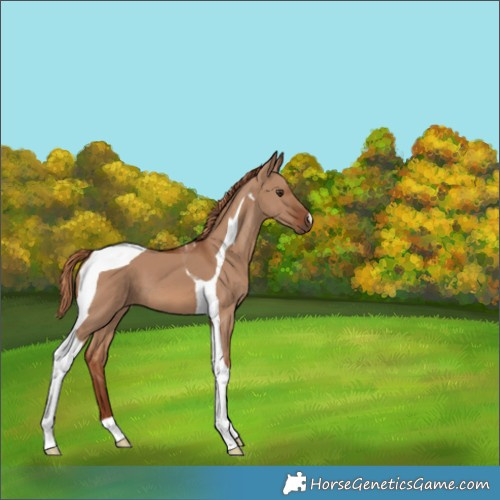 Horse Color:Red Dun Tobiano