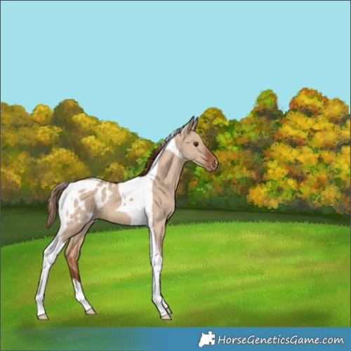 Horse Color:Red Dun Tobiano Appaloosa 