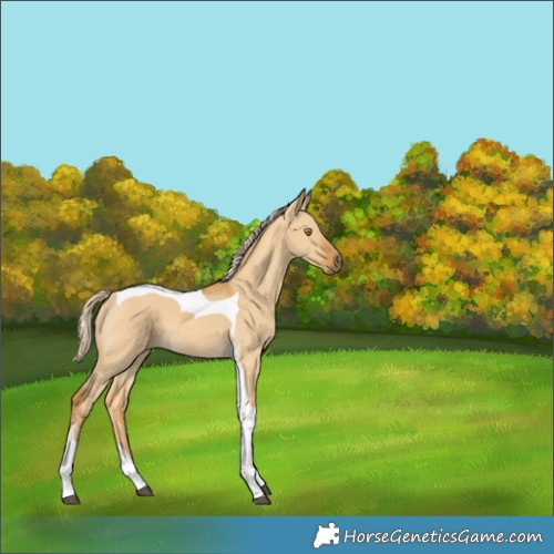 Horse Color:Palomino Dun Tobiano 