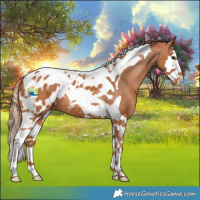 Horse Color:Chestnut Splash Tobiano Blanket 
