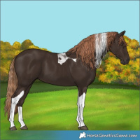 Horse Color:Liver Chestnut Tobiano 