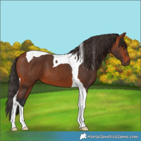 Horse Color:Bay Tobiano 