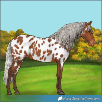 Horse Color:Silver Bay Near Leopard