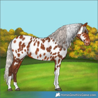 Horse Color:Silver Bay Tobiano Near Leopard