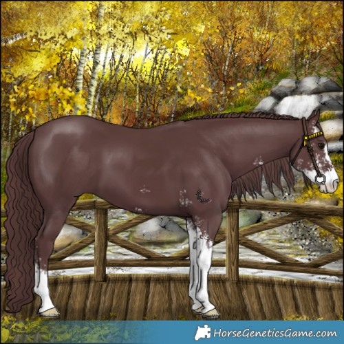 Horse Color:Chocolate Black Sabino 
