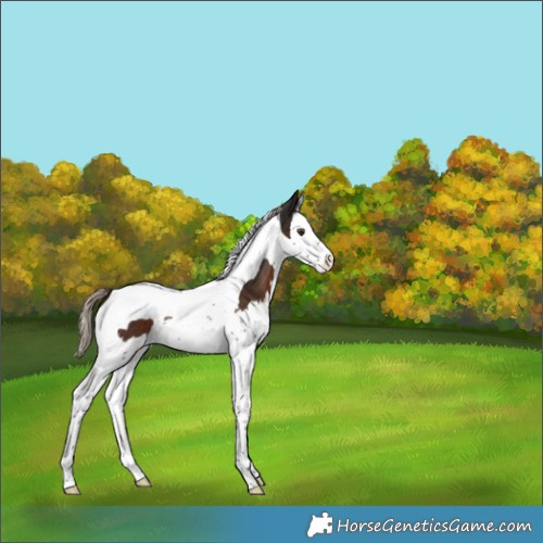 Horse Color:Liver Chestnut Splash Tobiano Rabicano