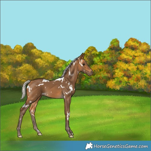 Horse Color:White Spotted Silver Buckskin