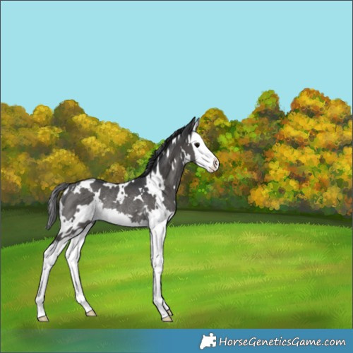 Horse Color:White Spotted Black Splash Rabicano 