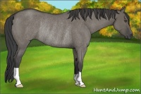Horse Color:Smoky Grullo Roan Rabicano 