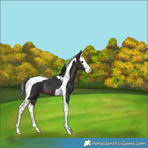 Horse Color:Bay Splash Tobiano Appaloosa Rabicano 