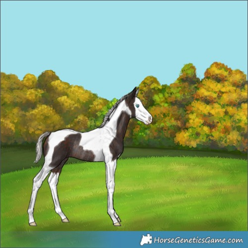 Horse Color:Silver Brown Splash Tobiano Rabicano 