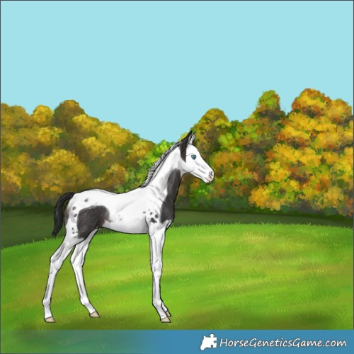 Horse Color:Brown Splash Tobiano Appaloosa Rabicano 