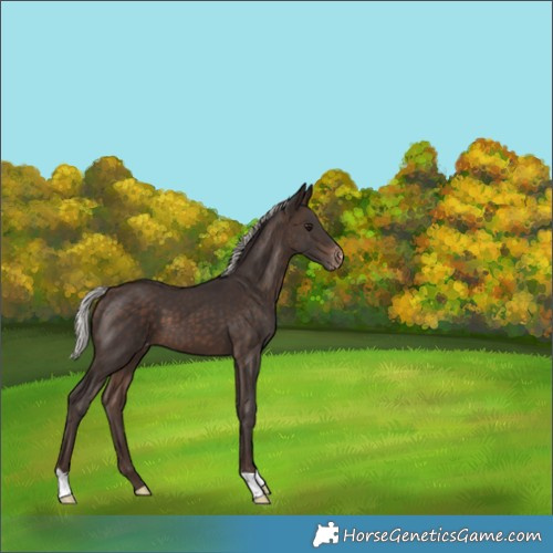Horse Color:Silver Brown Appaloosa 
