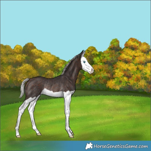 Horse Color:Silver Brown Splash Appaloosa Rabicano 