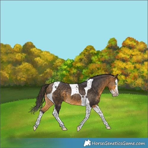 Horse Color:Buckskin Splash Tobiano Rabicano