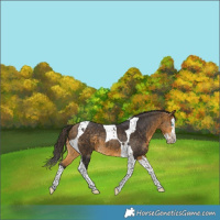 Horse Color:Buckskin Splash Tobiano Rabicano 