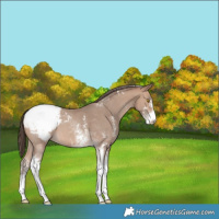 Horse Color:Sable Champagne Sabino Tobiano Snowcap 